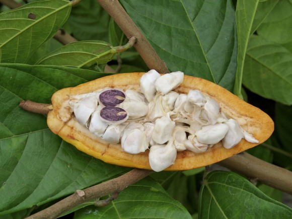 chocolat comment ça pousse (4)